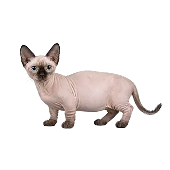 Minskin