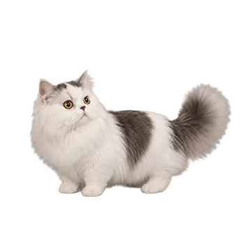 Napoleon