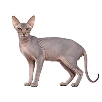 Peterbald