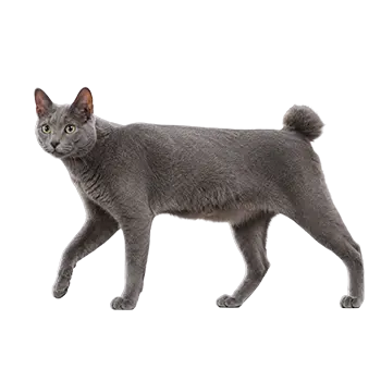 Raas Cat Breed Guide - Furry Critter Network