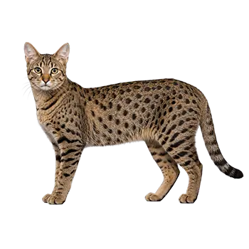 Safari Cat Breed Guide - Furry Critter Network