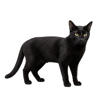 Sam Sawet Cat Breed Guide - Furry Critter Network
