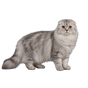 Scottish Fold (Longhair) Cat Breed Guide - Furry Critter Network
