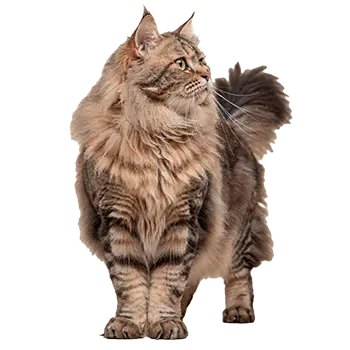 Siberian