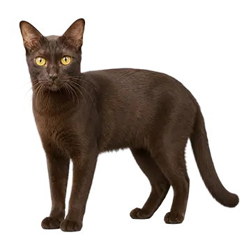 Suphalak