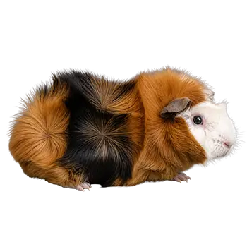 Abyssinian Guinea Pig Breed Guide - Furry Critter Network