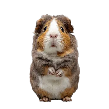 Abyssinian Satin Guinea Pig Breed Guide - Furry Critter Network