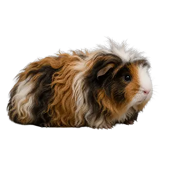 Alpaca Guinea Pig Breed Guide - Furry Critter Network