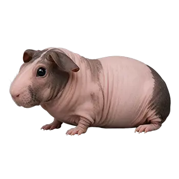 Baldwin Guinea Pig Breed Guide - Furry Critter Network