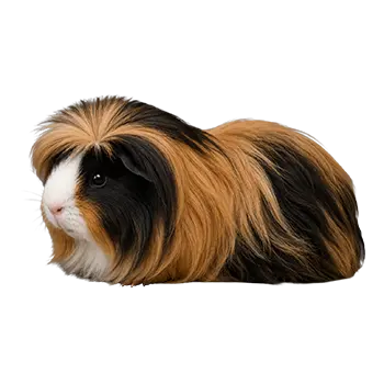 Coronet Guinea Pig Breed Guide - Furry Critter Network