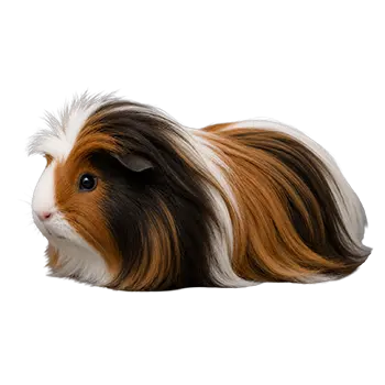 Crested Sheltie Guinea Pig Breed Guide - Furry Critter Network