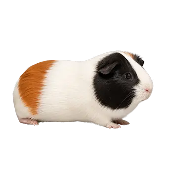 Dutch Guinea Pig Breed Guide - Furry Critter Network