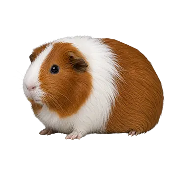 English Guinea Pig Breed Guide - Furry Critter Network