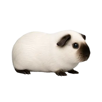 Himalayan Guinea Pig Breed Guide - Furry Critter Network