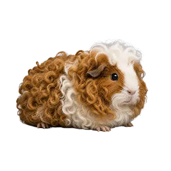Merino