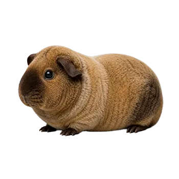 Rex Cavy Breed Guide - Furry Critter Network