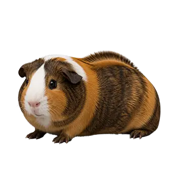 Ridgeback Guinea Pig Breed Guide - Furry Critter Network