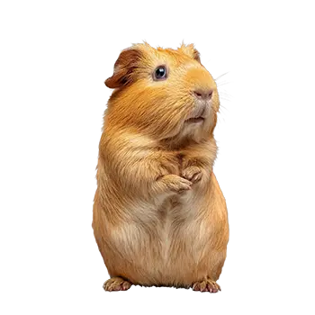 Satin Cavy Breed Guide - Furry Critter Network