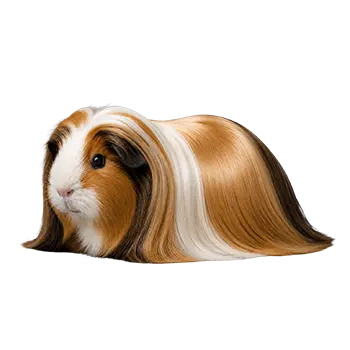 Satin Peruvian Cavy Breed Guide - Furry Critter Network