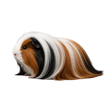 Satin Sheltie Breed Guide - Furry Critter Network