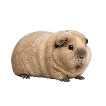Satin Teddy Cavy Breed Guide - Furry Critter Network