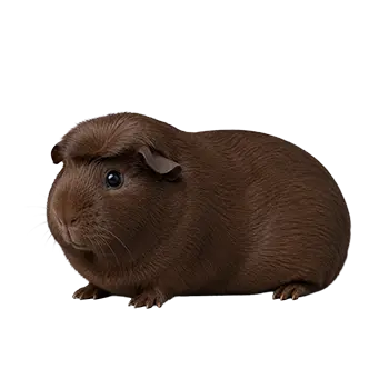 Self Crested Guinea Pig Breed Guide - Furry Critter Network