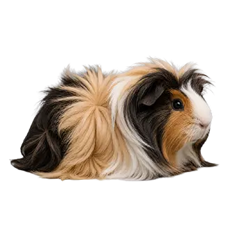 Sheba Mini Yak