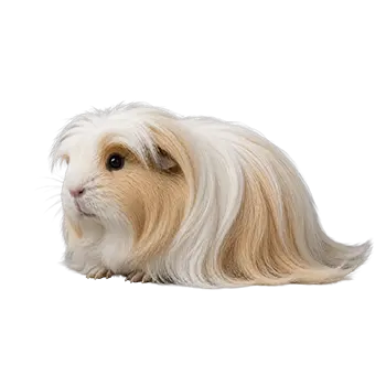 Silkie