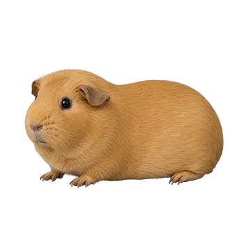 Solid Color Guinea Pig Breed Guide - Furry Critter Network