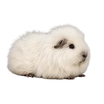 Swiss Teddy Guinea Pig Breed Guide - Furry Critter Network