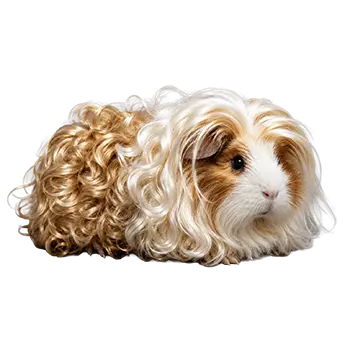 Texel Satin Guinea Pig Breed Guide - Furry Critter Network