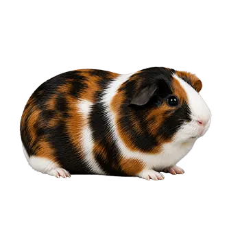 Tortoiseshell and White Guinea Pig Breed Guide - Furry Critter Network