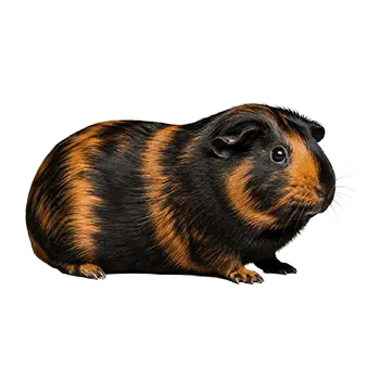 Tortoiseshell Guinea Pig Breed Guide - Furry Critter Network