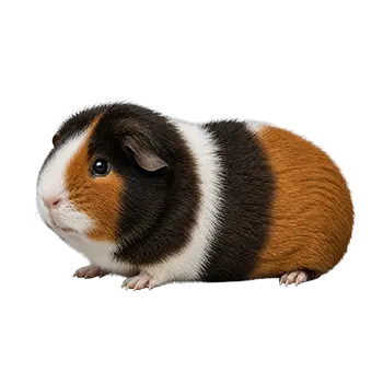 US Teddy Guinea Pig Breed Guide - Furry Critter Network
