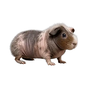 Werewolf Guinea Pig Breed Guide - Furry Critter Network