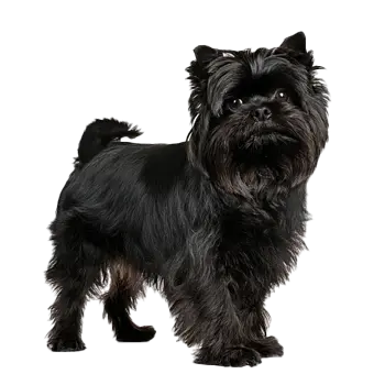 Diabletin Moustachu Dog