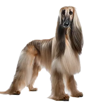 Afghan Hound