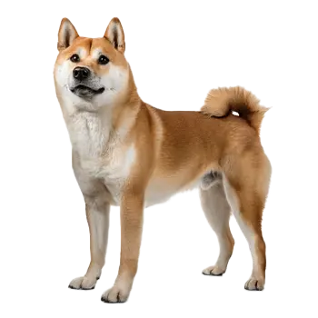 Hokkaido Dog