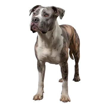 Alapaha Blue Blood Bulldog
