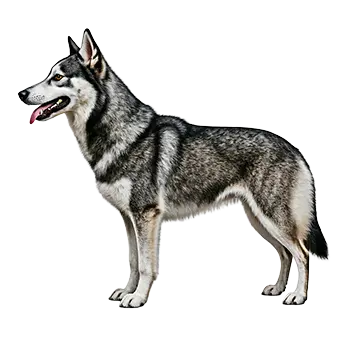 Alaskan Klee Kai