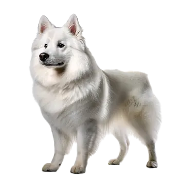 American Eskimo