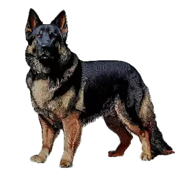 King Shepherd Dog