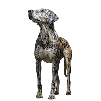 American Leopard Cur