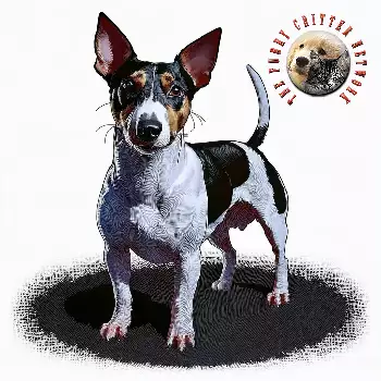American Rat Terrier
