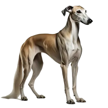Arabian Sighthound