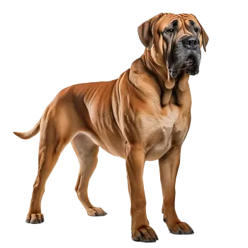 Dogo Argentino Dog