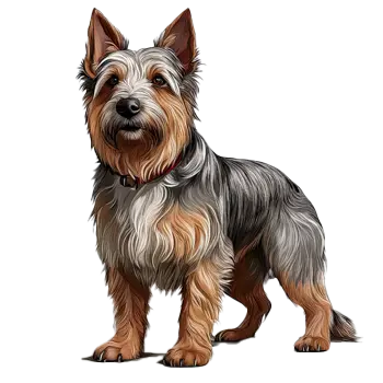 Australian Terrier Dog