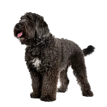 French Water Dog Logo