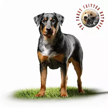 French Shorthaired Shepherd Dog