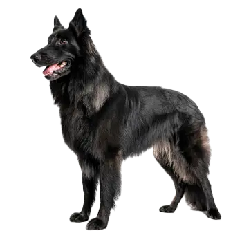 Groenendael Dog